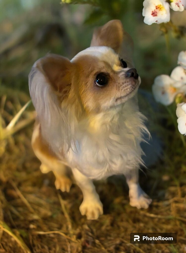 Les Chihuahua de l'affixe Le Clos de la Forêt de Lyons