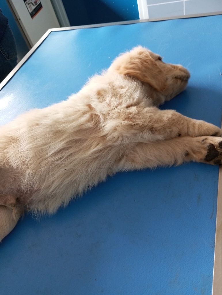 premiere visite chez le veterinaire