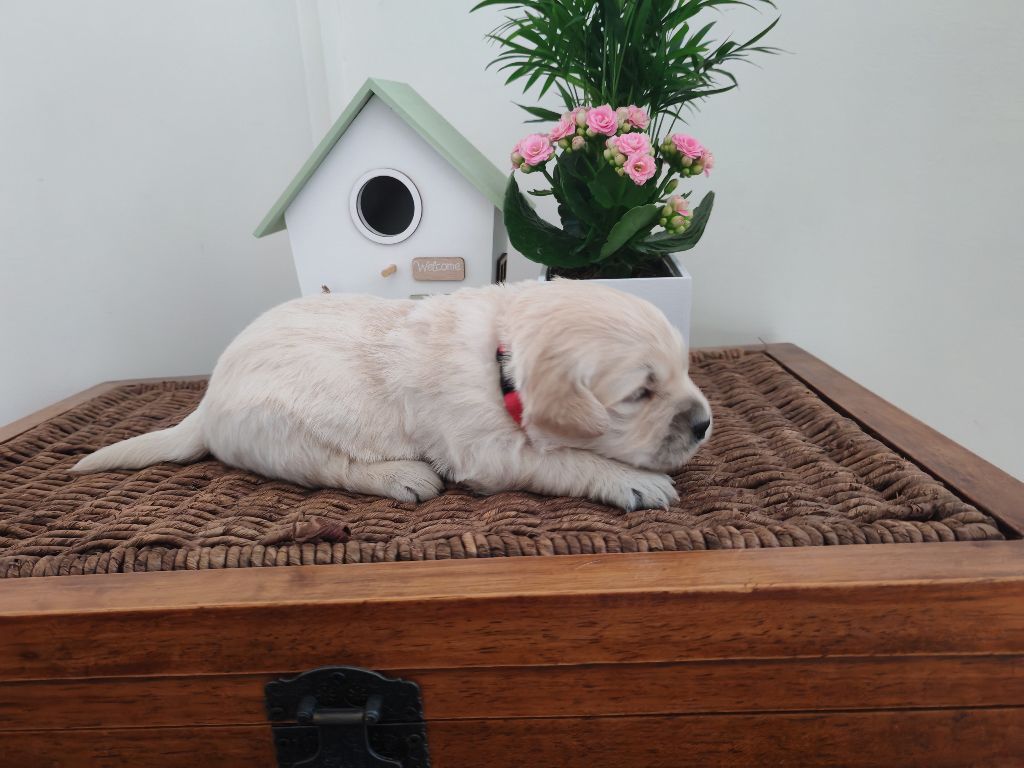 Chiot Golden Retriever Le Clos de la Forêt de Lyons