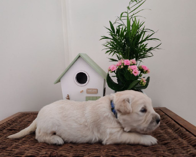 CHIOT mr bleu